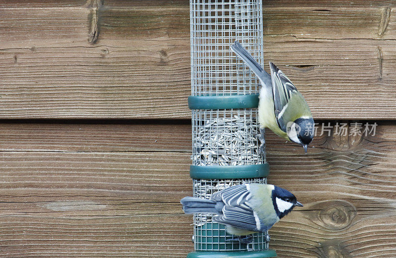 大山雀(Parus major)进食